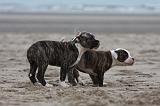 BOULEDOGUE AMERICAIN 239